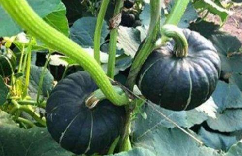 北美网红吃瓜事件视频大全,盘点那些爆笑、惊悚、感人的瞬间  第1张